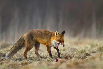 Fox Vulpes vulpes in natural scenery, Poland Europe, animal walking among meadow