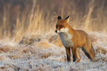 Fox Vulpes vulpes in natural scenery, Poland Europe, animal walking among meadow