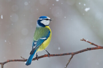 Bird - Blue Tit Cyanistes caeruleus perched on tree winter time small bird on blurred background - obrazy, fototapety, plakaty