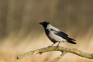 Bird - Hooded crow Corvus cornix in amazing blurred background Poland Europe