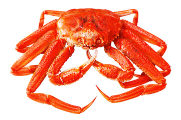 Red Alaskan King Crab,