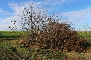 A tree with red leaves