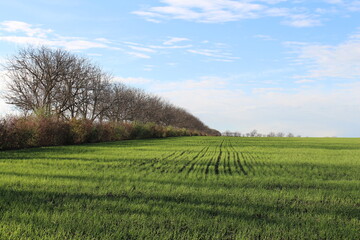 Fototapeta premium A grassy field with trees in the background