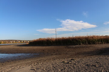 A field with a few trees