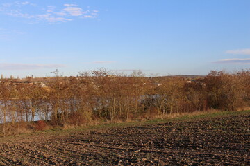 Obraz premium A field with trees and grass