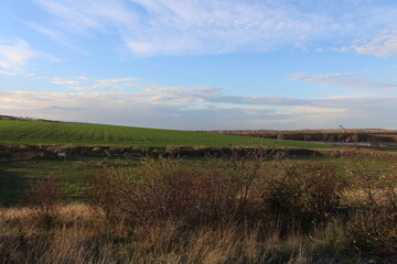 A field with grass and trees