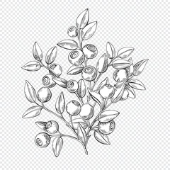 Blueberry. Isolated berry branch sketch with white fill. Vector illustration. Detailed hand drawn food. Great for poster, print, packaging, logo, menu, label. - 674734205
