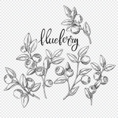 Blueberry. Isolated berry branch sketch. Vector illustration, line art, outline drawing. Detailed hand drawn food. Great for packaging, logo, menu, label, poster, print. - 674734277