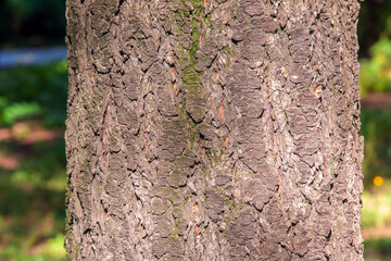 Golden rain tree bark detail - Latin name - Koelreuteria paniculata - obrazy, fototapety, plakaty