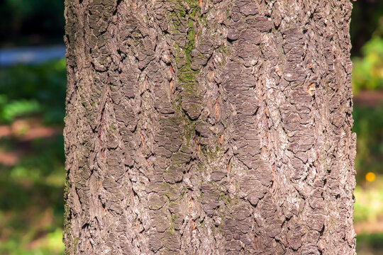 Golden rain tree bark detail - Latin name - Koelreuteria paniculata