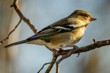 Chaffinch