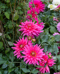 Pink dahlia flower in garden