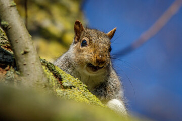 squirrel in the park