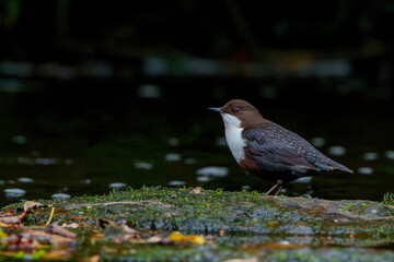 Dipper