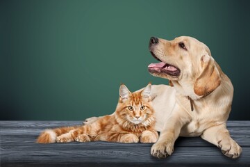 Smart dog and cute cat sitting together
