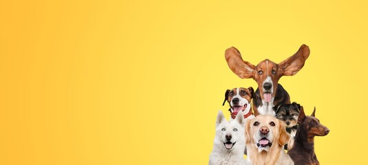 A bunch of happy cute dogs on color background