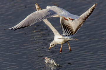 seagull in flight