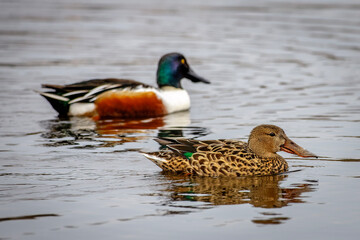 duck on the lake