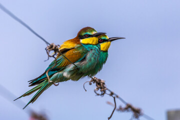 Bienenfresser (Merops apiaster)