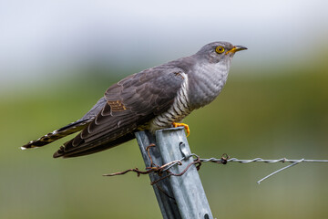 Kuckuck (Cuculus canorus)