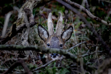 deer in the woods