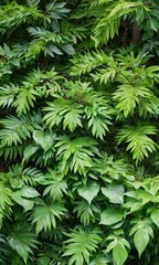 Foliage Forest Tree Leaves Plant Green Nature Outdoor Background.