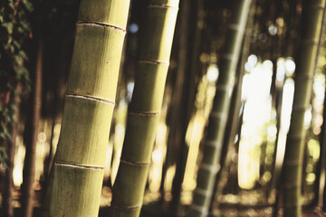 ripe dry bamboo trees