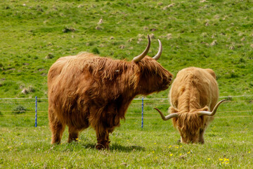 highland cow and calf