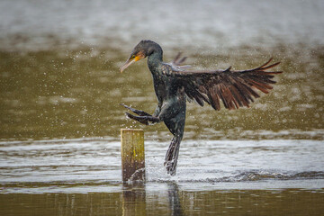 cormorant
