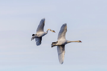 swans in flight