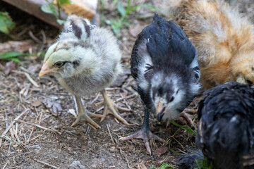 Group of Bantam baby chicks in the yard