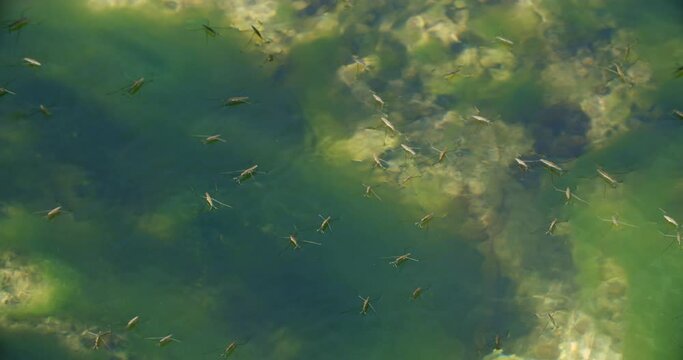 River skaters (Gerris najas) insects on the surface of the Zrmanja River