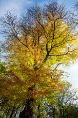 Texture of leaves wrapped on tree branches in autumn reaching towards the sky