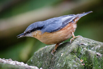 nuthatch