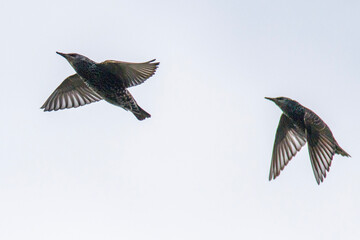 starlings