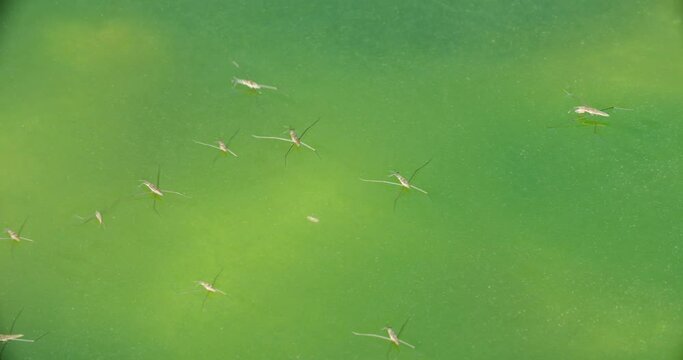 River skaters (Gerris najas) insects on the surface of the Zrmanja River