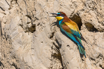Bienenfresser (Merops apiaster)