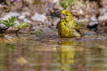 Girlitz (Serinus serinus) Männchen