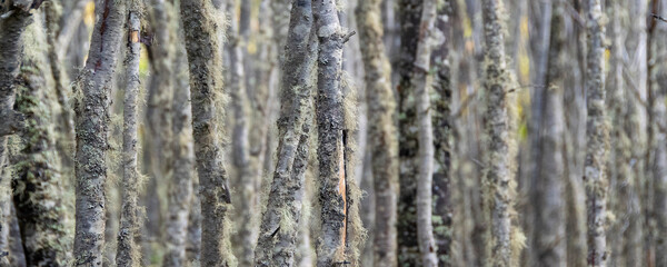 Obraz premium Low angle shot big tall trees landscape, tierra del fuego, argentina