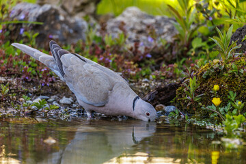 Türkentaube (Streptopelia decaocto)