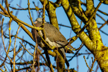 bird on a branch