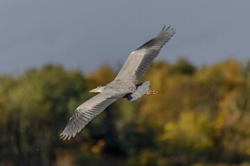 grey heron in flight