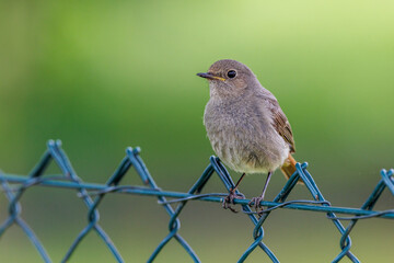 Hausrotschwanz (Phoenicurus ochruros) Weibchen