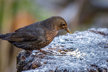 rook on the ground