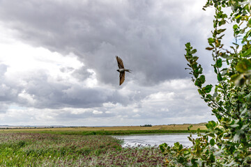 bird in flight
