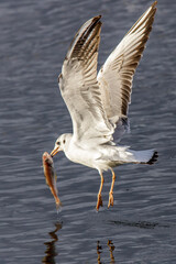 seagull in flight with bird