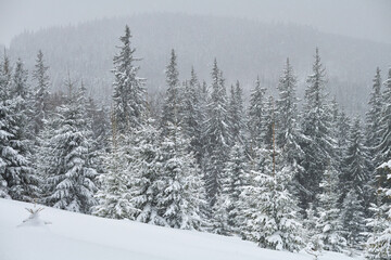 winter landscape with snow covered trees