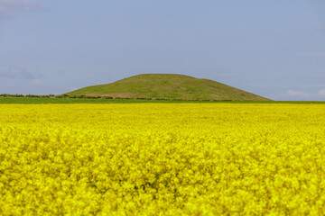 field of rapeseed