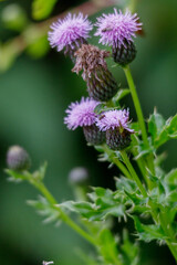 bee on thistle