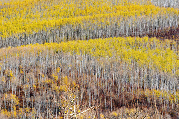 Autumn Yellow Aspen Trees, forest